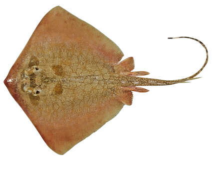 Image of Painted Maskray