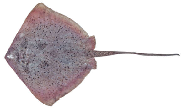 Image of Speckled Maskray