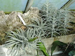 Слика од Tillandsia streptophylla Scheidw.