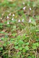 Image of Twinflower