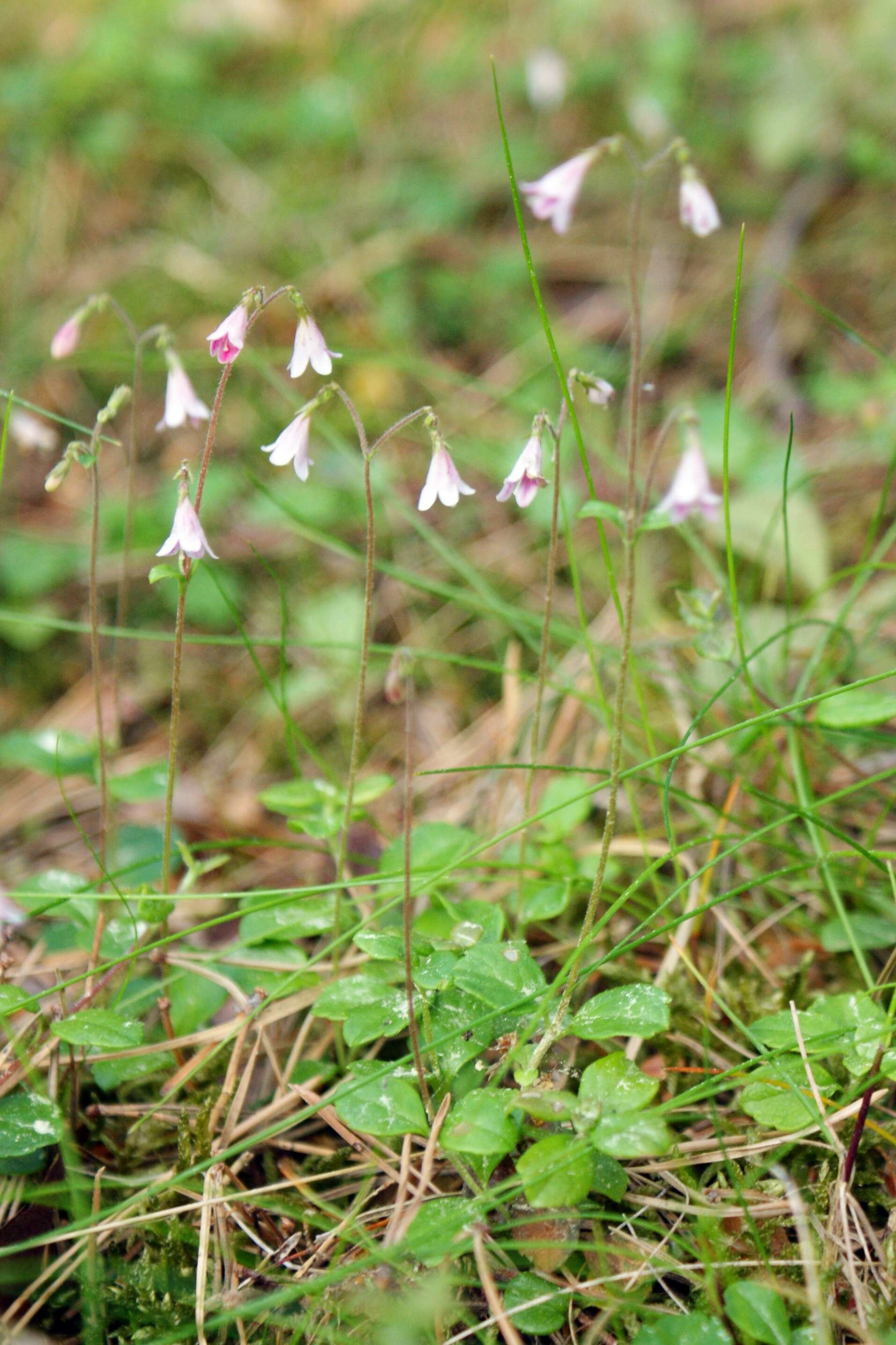 Image of Twinflower