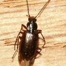 Image of Agonum (Europhilus) piceum (Linnaeus 1758)