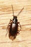 Image of Agonum (Europhilus) piceum (Linnaeus 1758)