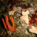 Image of Tree sponge