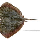 Image of Dwarf Black Stingray