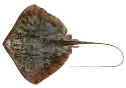 Image of Dwarf Black Stingray