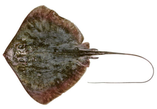 Image of Dwarf Black Stingray