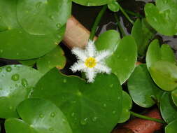 Image of Water-snowflake