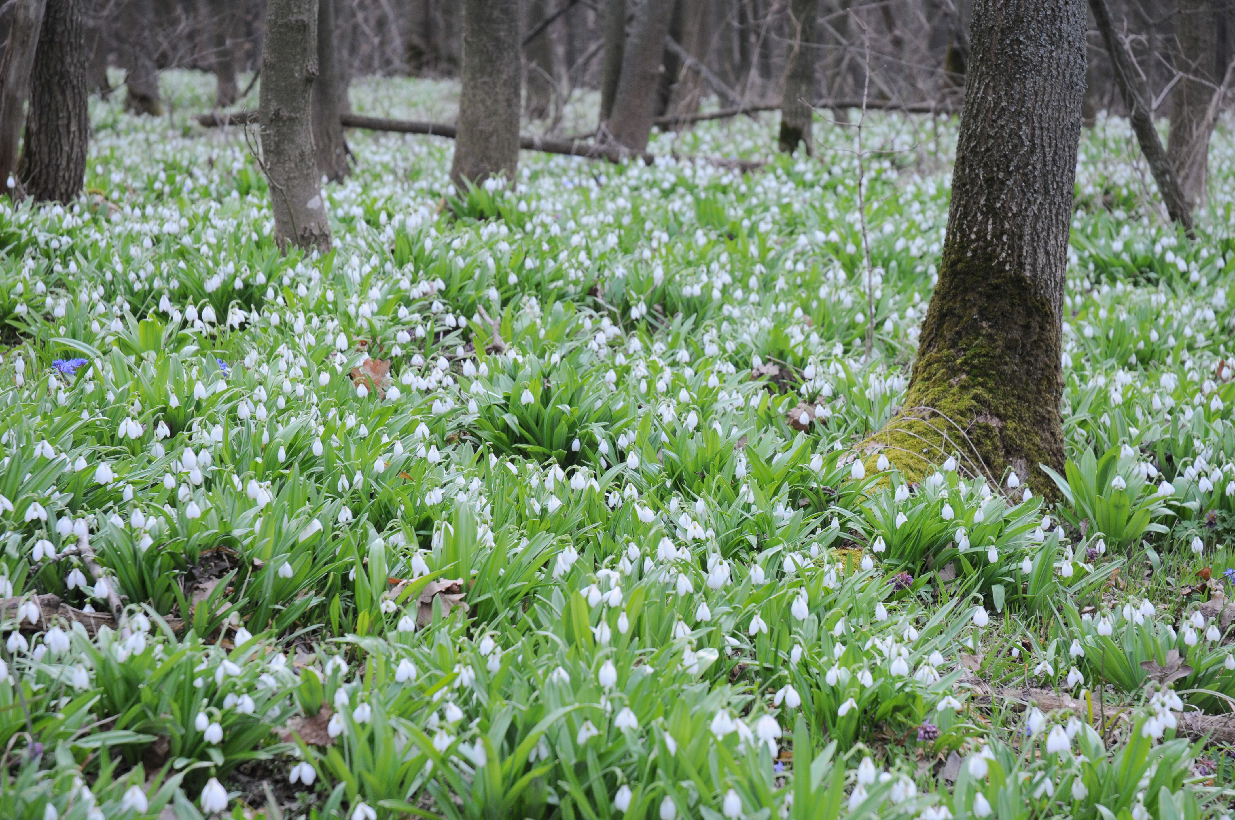 Image of Galanthus plicatus M. Bieb.