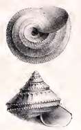 Image of Calliotropis talismani (Locard 1898)