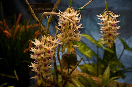 Imagem de Dendrobium amethystoglossum Rchb. fil.