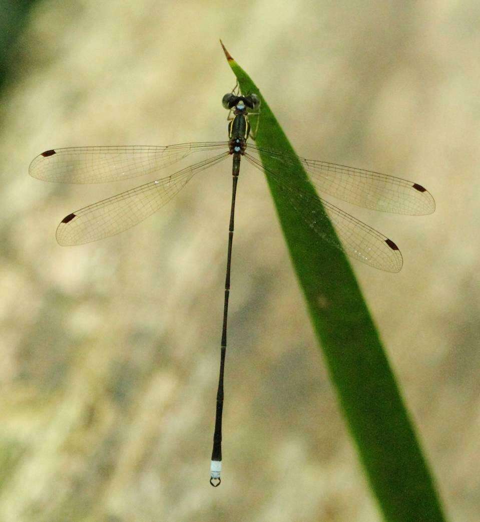 Image of Queen Malachite