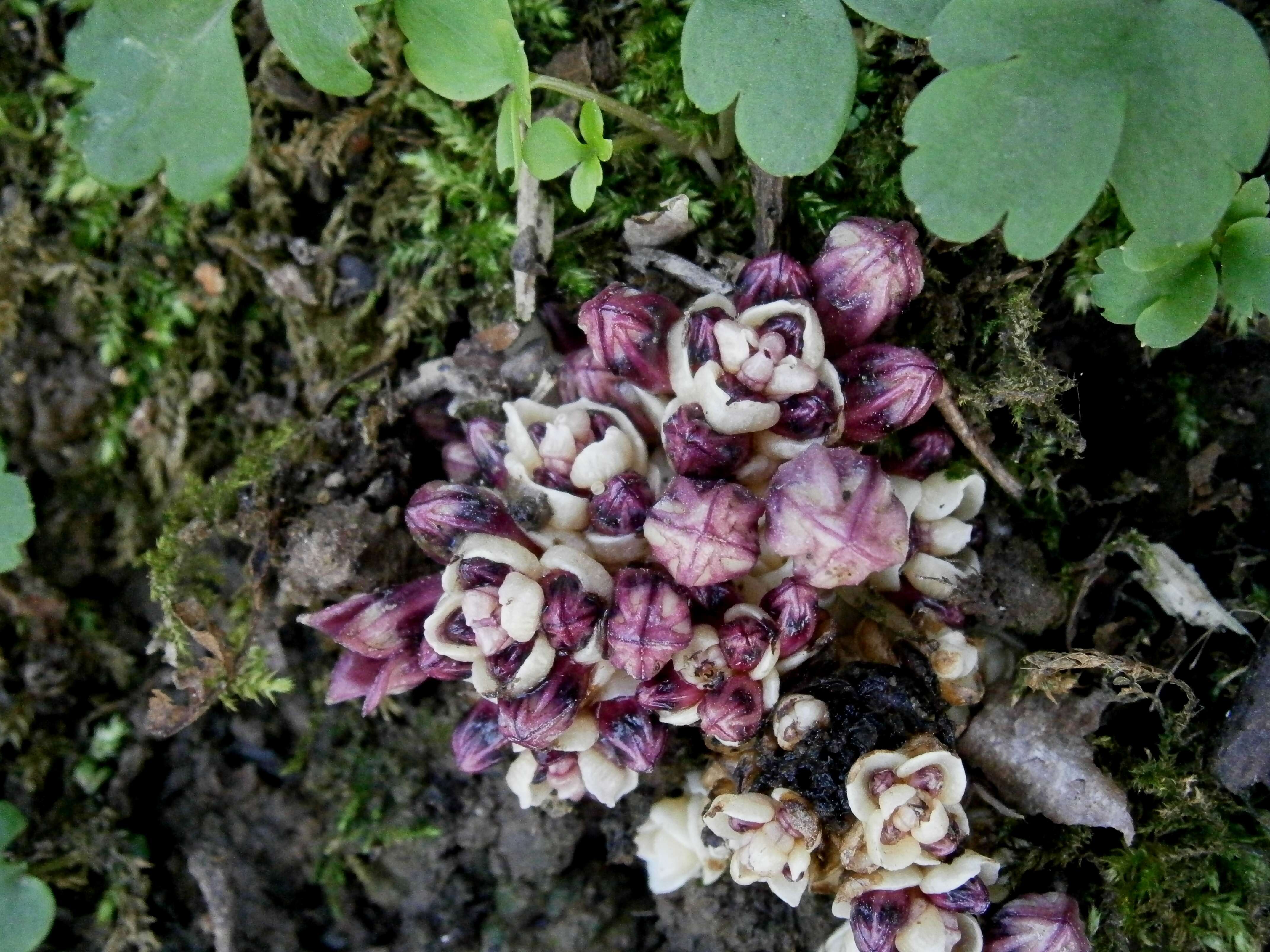 Image of Lathraea clandestina L.