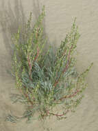 Image of field sagewort