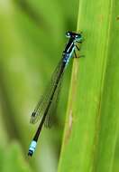 Image of Round-winged Bluet