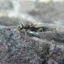 Image of Meltwater lednian stonefly
