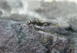 Image of Meltwater lednian stonefly