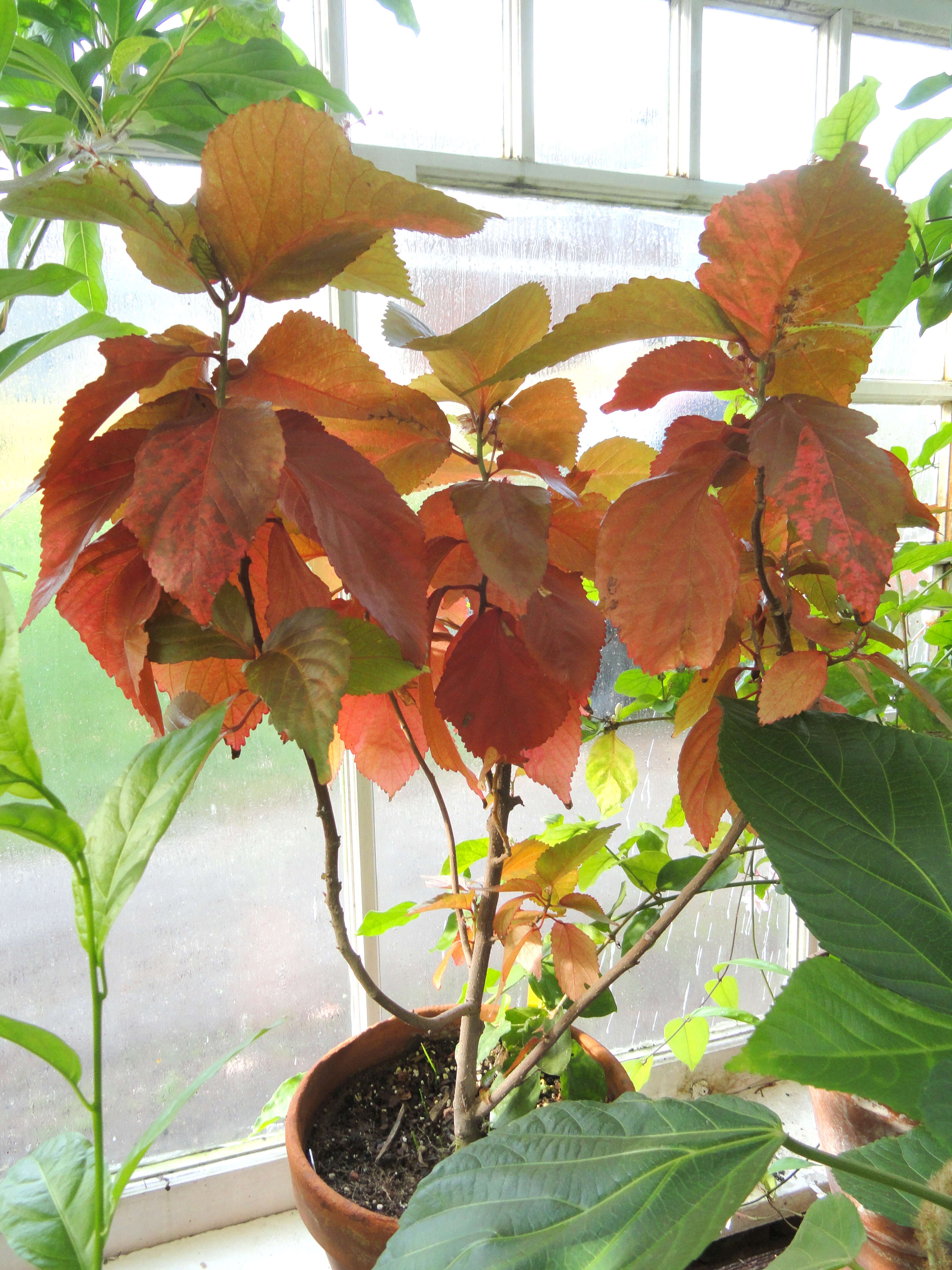 Image de Acalypha wilkesiana Müll. Arg.