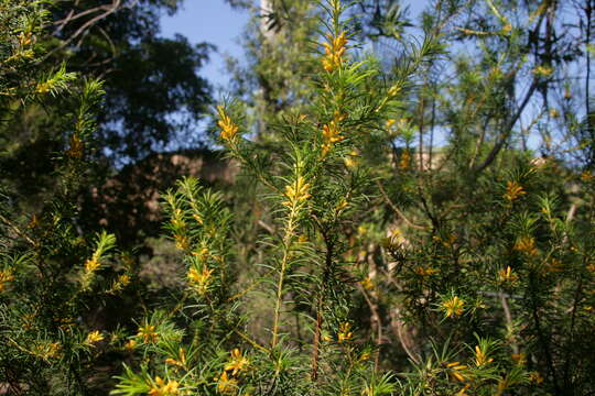 Plancia ëd Persoonia isophylla L. A. S. Johnson & P. H. Weston