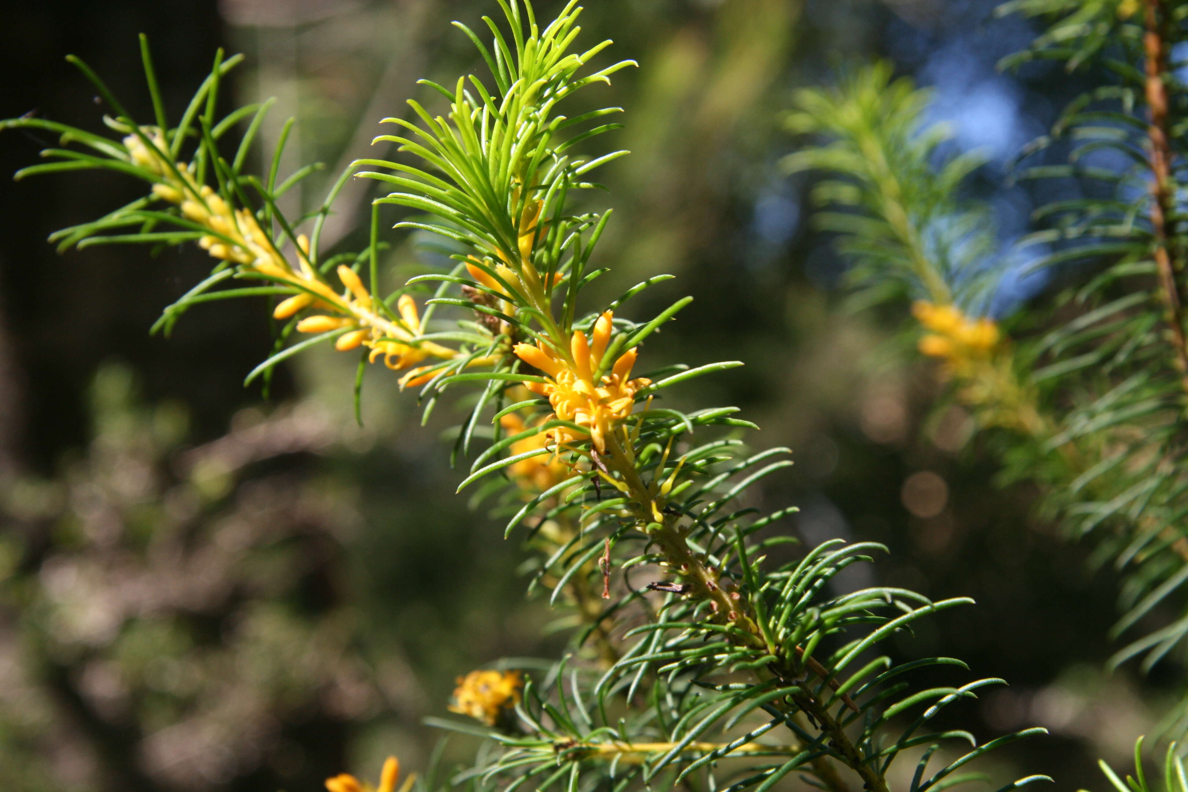 Image of Persoonia isophylla L. A. S. Johnson & P. H. Weston
