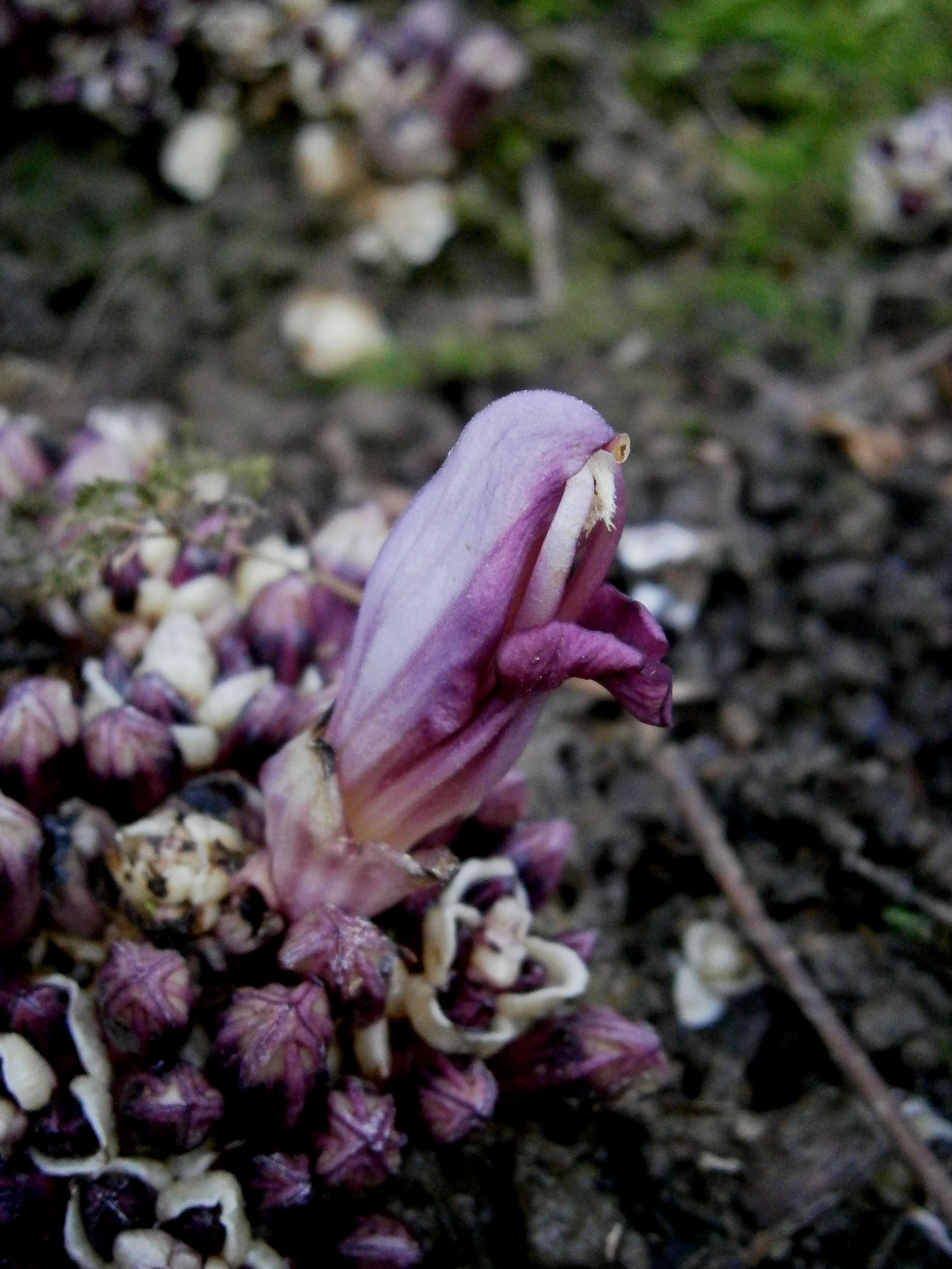 Image of Lathraea clandestina L.