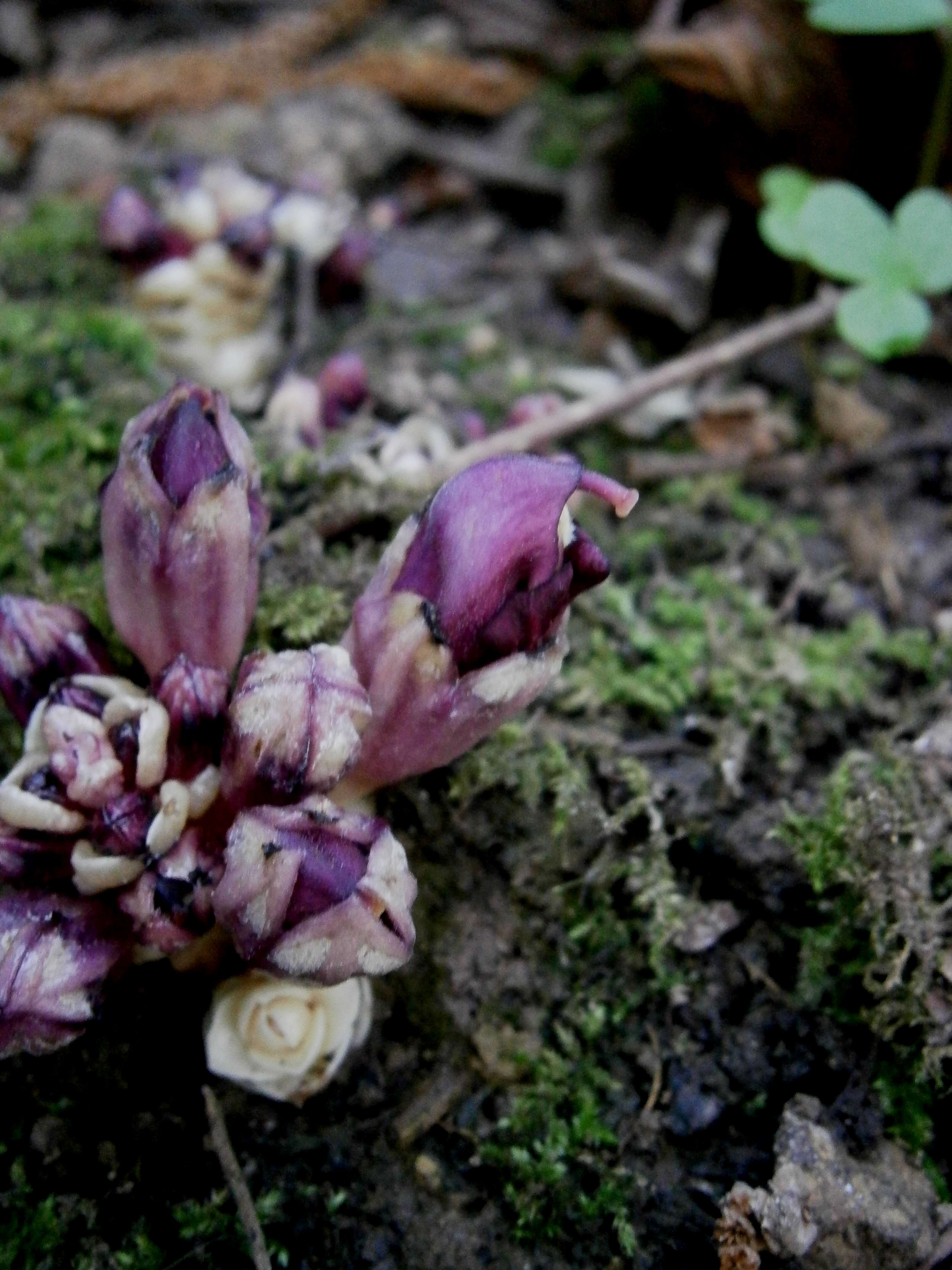 Image of Lathraea clandestina L.