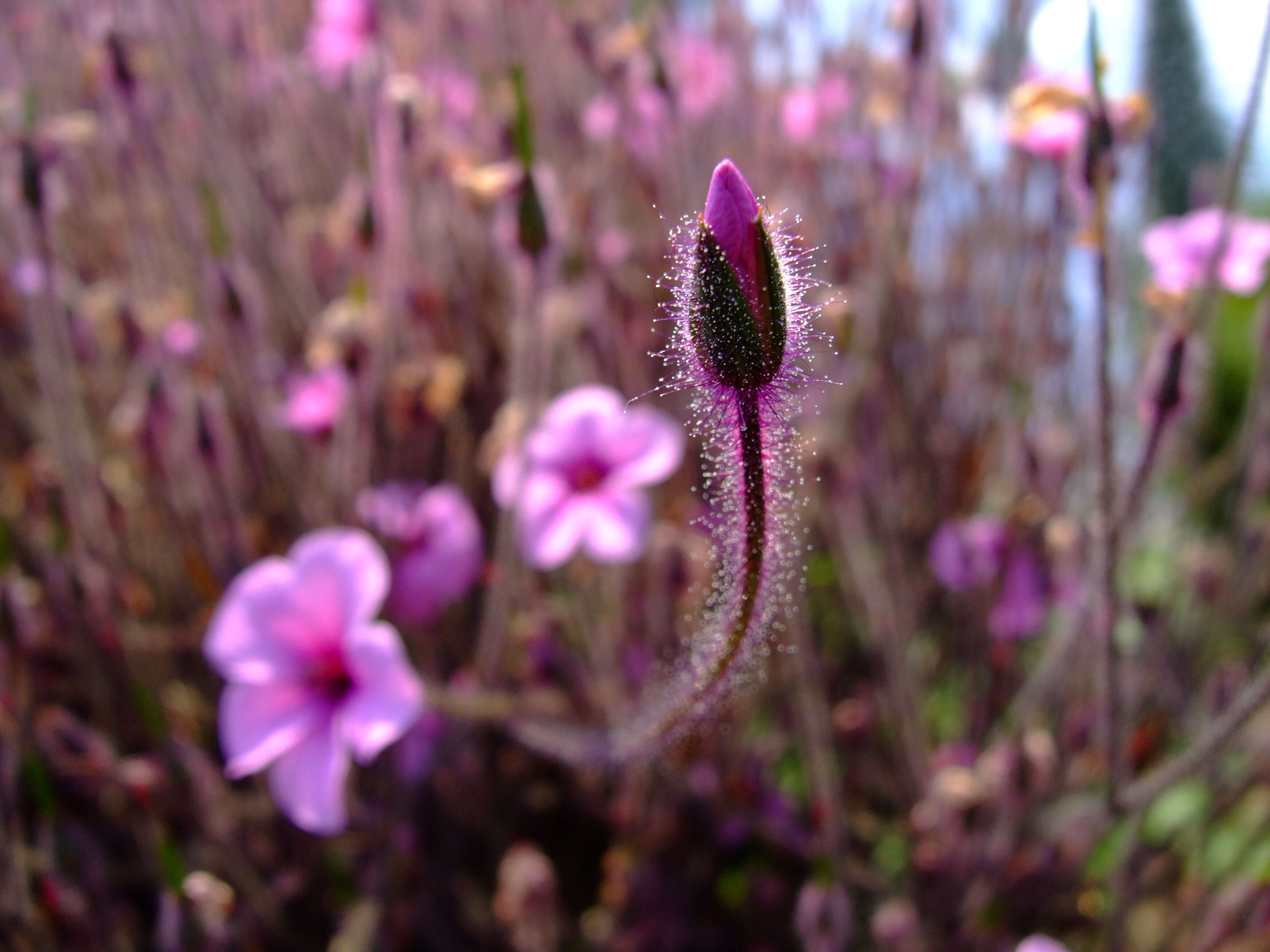 Image of Madiera cranesbill