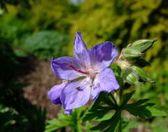 Image of Meadow Crane's-bill