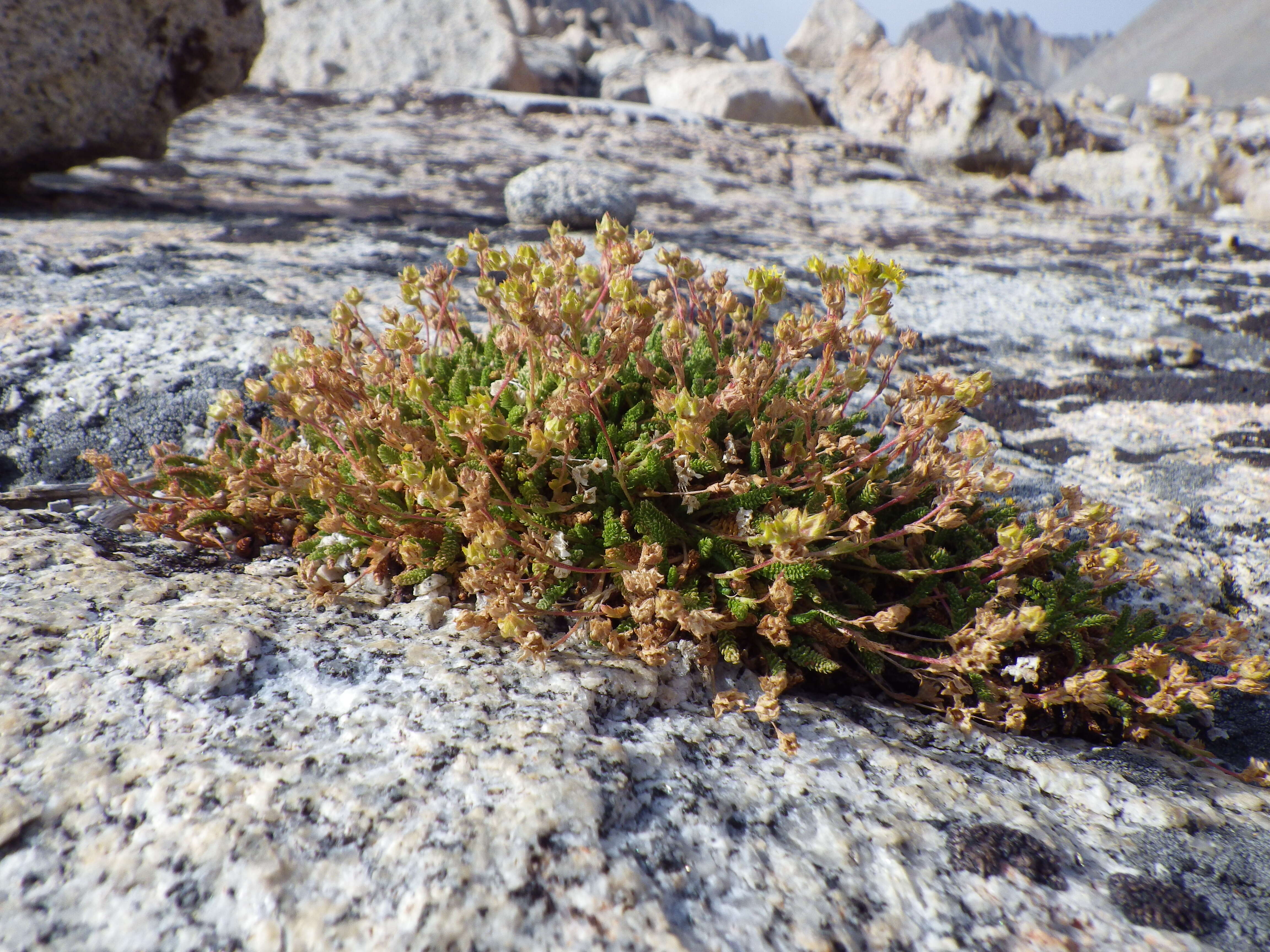 Image de Ivesia lycopodioides Gray