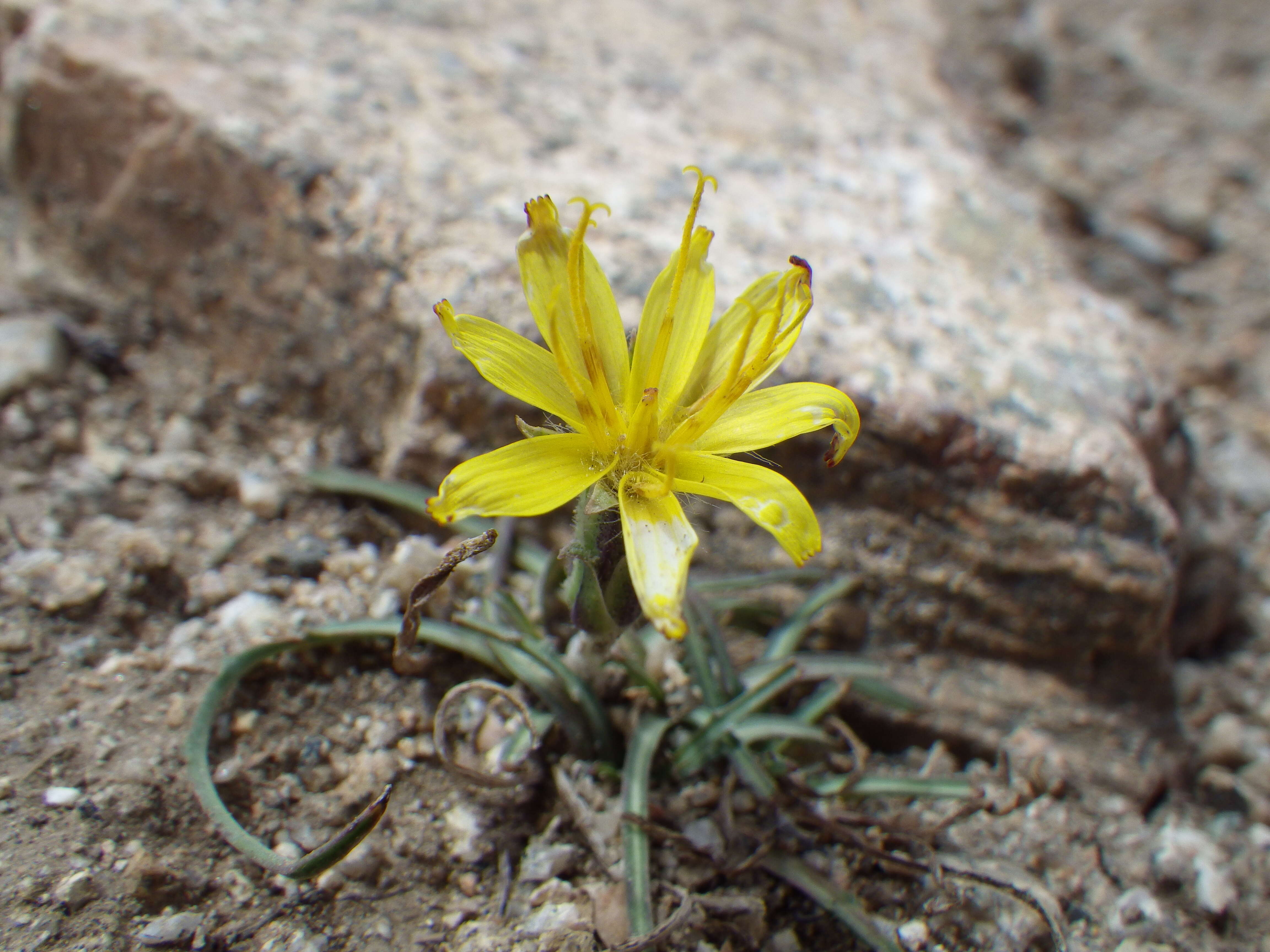 Imagem de Pyrrocoma apargioides (A. Gray) Greene