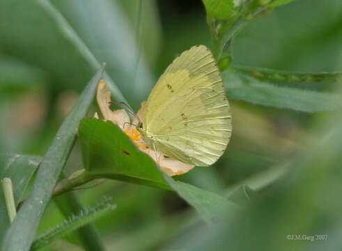 Image de Eurema hecabe (Linnaeus 1758)