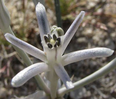 Image of pink funnel lily