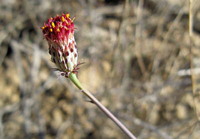 Слика од Adenophyllum porophylloides (A. Gray) J. L. Strother