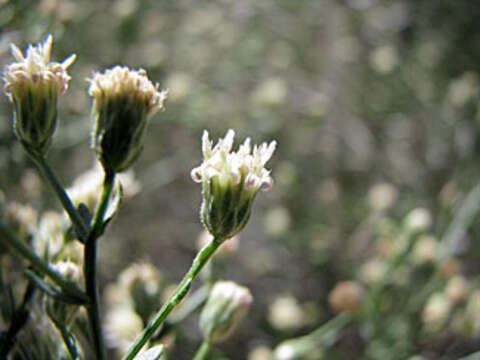 Image of shortleaf baccharis