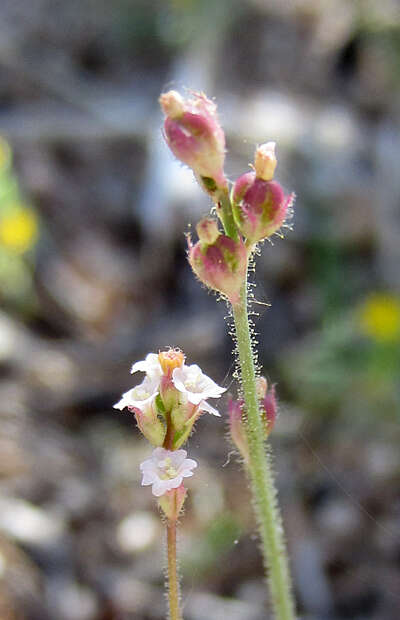 Imagem de Boerhavia wrightii A. Gray