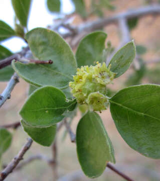 Image of Las Animas nakedwood