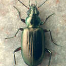 Image of Bembidion (Pseudoperyphus) louisella Maddison 2008