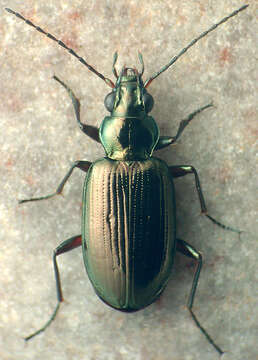 Image of Bembidion (Pseudoperyphus) louisella Maddison 2008