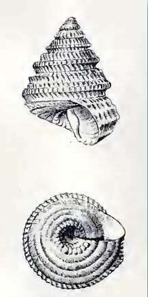 Image of Dentistyla sericifilum (Dall 1889)