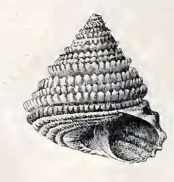 Image of Dentistyla Dall 1889