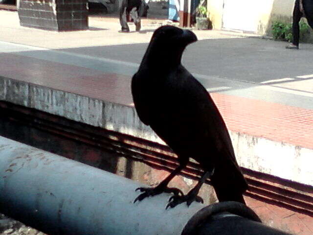 صورة Corvus culminatus Sykes 1832