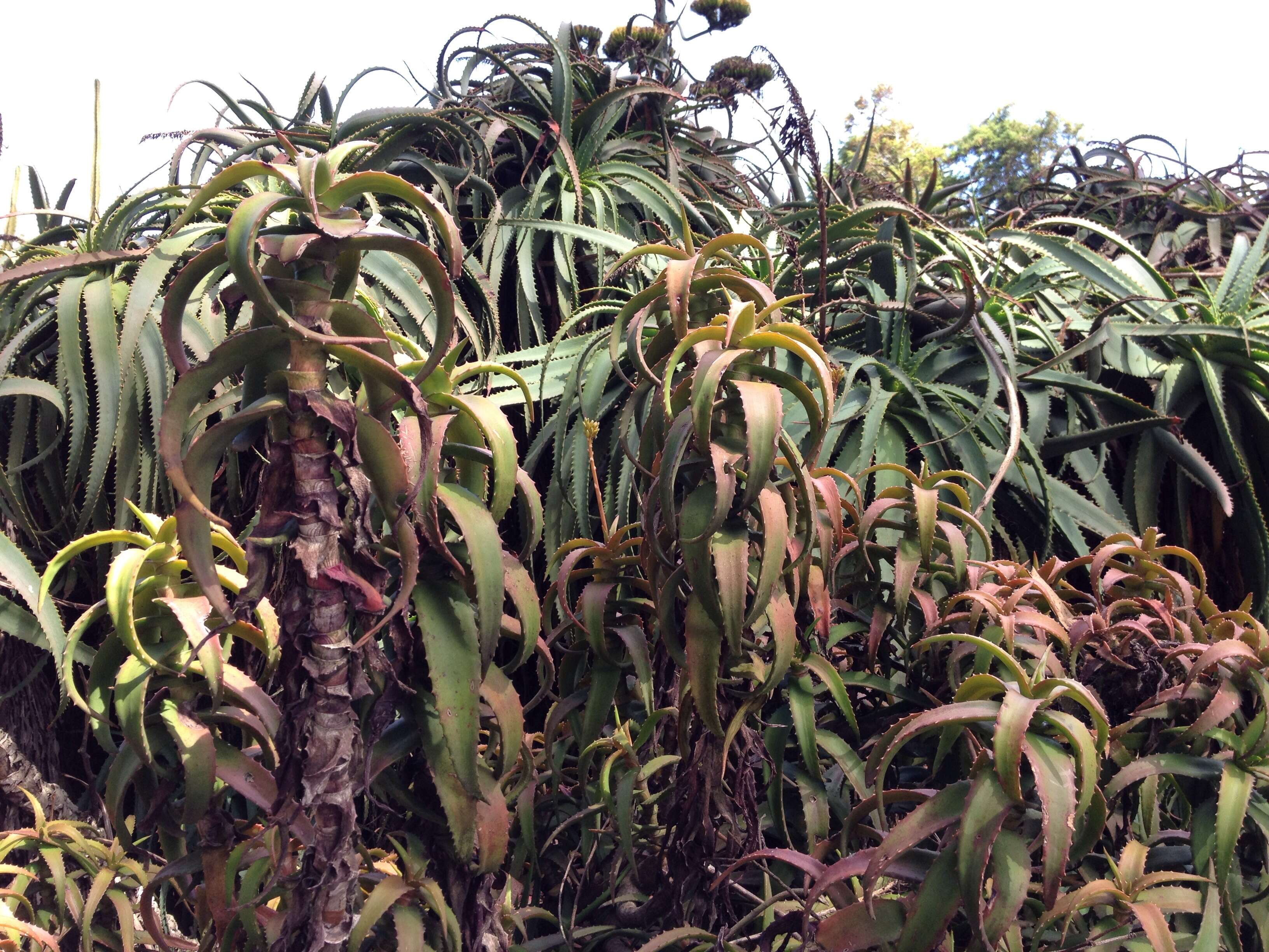 Aloe kedongensis Reynolds resmi