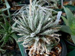 Image of Aloe haworthioides Baker