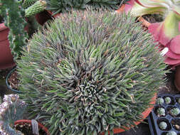 Image of Aloe haworthioides Baker