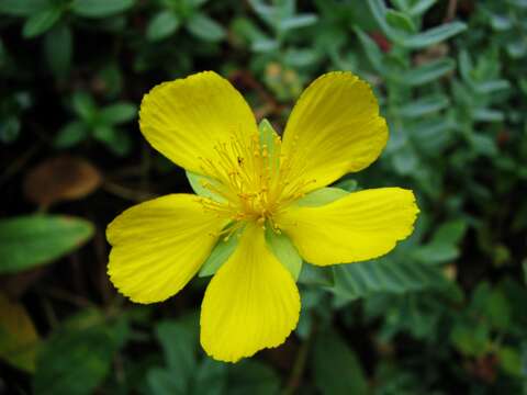 Image of Hypericum olympicum L.