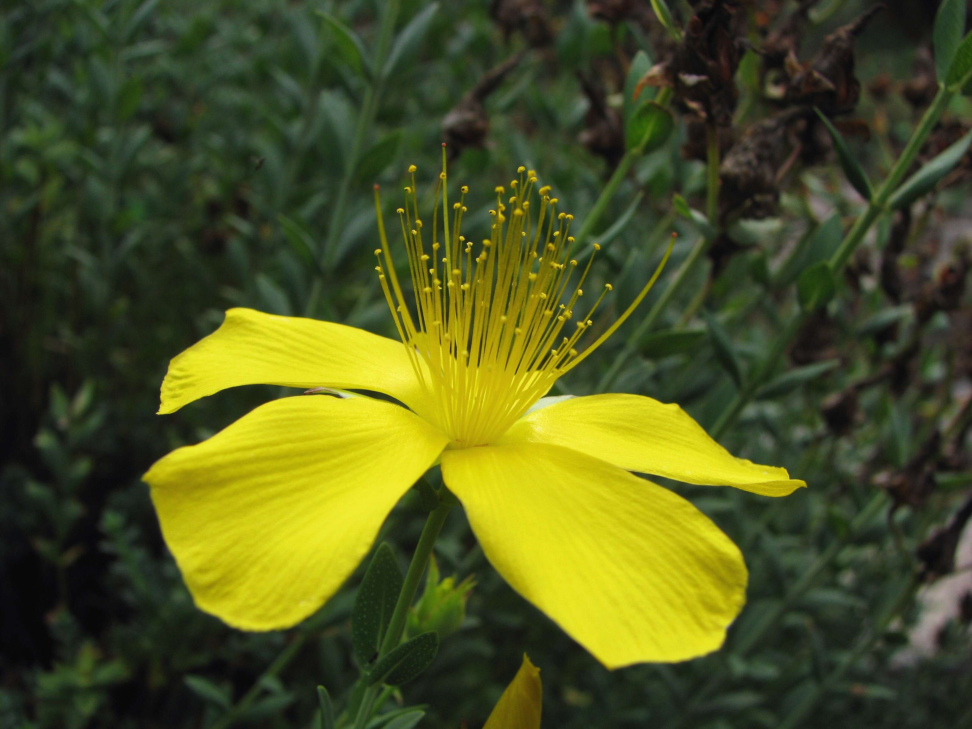 Image of Hypericum olympicum L.