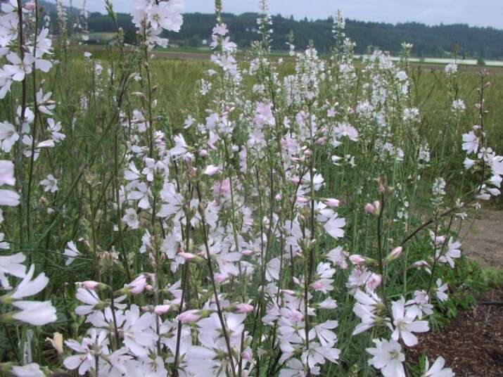 Image of meadow checkerbloom