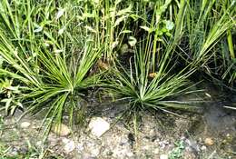 Image of Appalachian quillwort