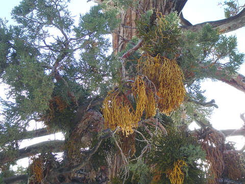 Image of juniper mistletoe