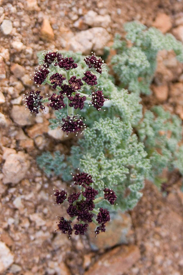 Image of Mojave desertparsley